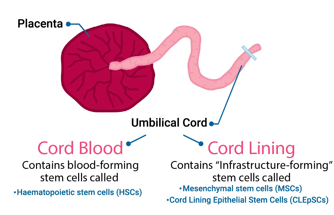 Umbilical Cord Blood and Cord Lining 